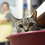 >>>ANSA/ SPUNTA TASSA COMUNALE SU CANI-GATTI PER LOTTA RANDAGISMO