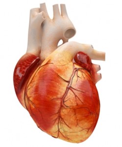 cuore___adimas_-_fotolia-com