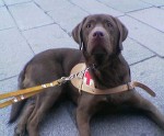 cane guida1