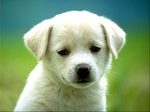 cane_1