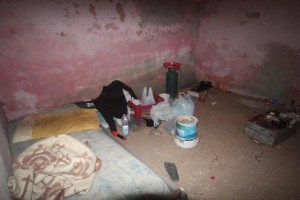 Lavoratori costretti a dormire in porcile da caporale, 49 denunciati da Guardia di finanza Montegiordano