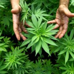 Cannabis