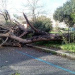 Albero caduto