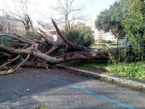 Albero caduto