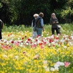 Il giorno di Pasqua e Pasquetta (domenica 1 e lunedì 2 aprile 2018, dalle 09.00 alle 19.00) Villa Pisani Bolognesi Scalabrin a Vescovana in provincia di Padova (da non confondere con Villa Pisani a Stra!) vi aspetta per vivere la terza edizione di Giardinity primavera  I Bulbi di Evelina Pisani, la spettacolare fioritura, da precoce a tardiva, di 70mila tulipani olandesi, forniti dalla prestigiosa azienda olandese Fred de Meulder Export B.V., che andranno a mescolarsi, come in un quadro impressionista, allerba e ai fiori spontanei del giardino informale della Villa. Un patchwork di 90 differenti varietà e colori di bulbi, con petali piumati, frangiati o lisci, che si mescoleranno, in un arcobaleno di tonalità, allerba e ai fiori spontanei nel giardino informale della storica Villa Pisani Bolognesi Scalabrin. Uno spettacolo emozionante quello di Giardinity, nuovo impressionismo olandese, nato dal progetto della paesaggista olandese Jacqueline van der Kloet, fatto di luci, colori e profumi da vivere senza fretta, assaporando lo sbocciare della natura in primavera.  «Pasqua e Pasquetta a Giardinity Primavera per vivere due giorni immersi nella bellezza della natura e nel suo emozionante risveglio», sottolinea Mariella Bolognesi Scalabrin, proprietaria della storica Villa.  Il giorno di Pasqua:  Dalle ore 10.30, i più piccoli potranno divertirsi grazie ad Alice nel paese delle meraviglie, lettura animata del libro di Lewis Carroll a cura di Aurora e le Fate e Come riconoscere gli alberi secolari del Parco, percorso botanico a premi per bambini 6-10 anni a cura del Dott. Matteo Rosso. In chiusura di giornata, dalle ore 16.30, concerto Incontro con il Jazz, il sax di Zeno Odorizzi e il pianoforte del Maestro Ulisse Trabacchin.   Il giorno di Pasquetta: Alle ore 11.00 e alle ore 15.30, verrà organizzata una speciale Caccia al tesoro a premi nel bosco  Il giardino delle meraviglie, un itinerario botanico per riconoscere gli alberi secolari del parco e le loro storie, per