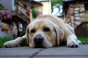 cane-stressato