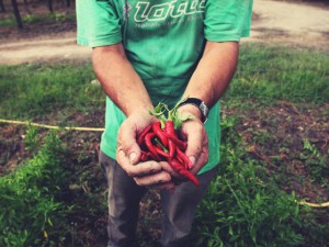 coltivatore peperoncino associazione LAlveare